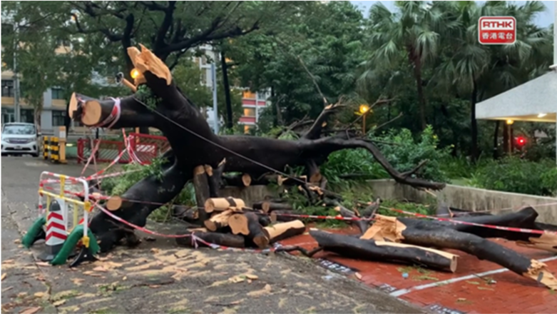 二零二一年十月十三日圓規吹襲期間，黃大仙東頭邨有樹木被吹倒。