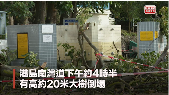 南灣泳灘有大樹倒塌，壓傷一名女子(圖片由香港電台提供)。