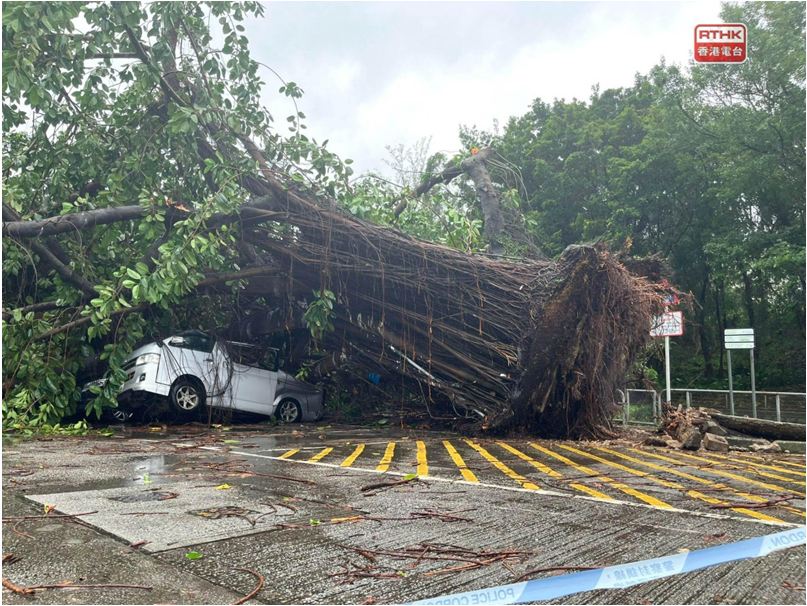 During the passage of Wipha, a tree about 10 metres high collapsed in an open car park on Kwong Sin Street in Sha Tin, damaging several vehicles parked nearby. (Courtesy of RTHK)