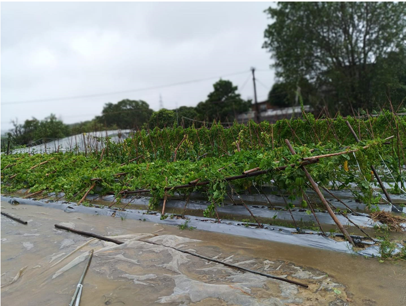 During the passage of Wipha, farmland facilities in Ta Kwu Ling were blown down, causing damage to crops. (Courtesy of Ho Chun Yin, Steven)