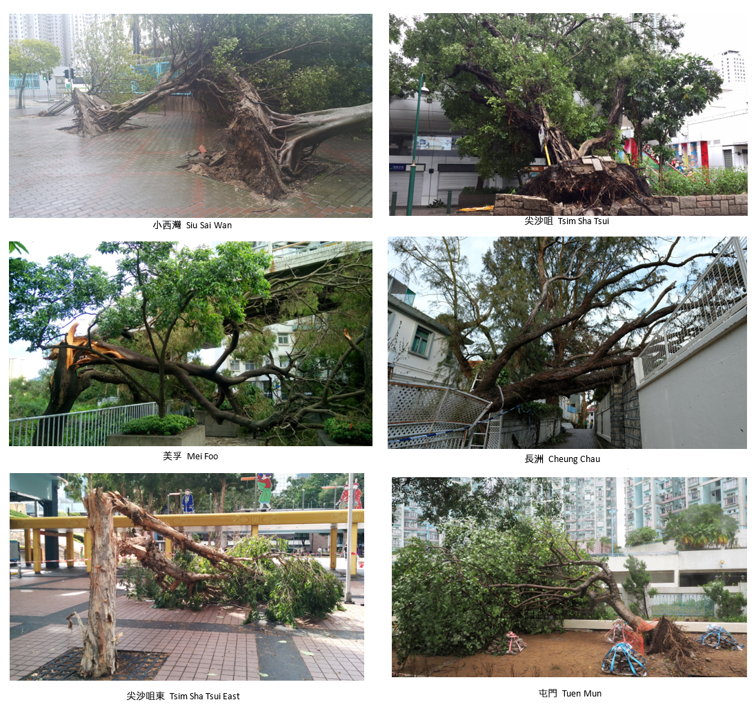 天鴿襲港期間本港多處有樹木倒塌。(圖片鳴謝: Emile Ho 、W.O. Wong 和 Y. K. Chow (社區天氣觀測計劃)、David Grund、江偉和李子祥)。