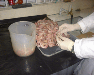 To measure the radioactivity of the seafood samples