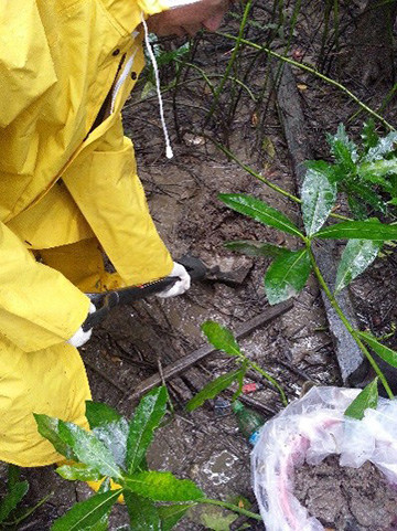 Inter-tidal sediment sampling