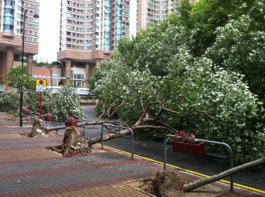 Fig.5 Trees blown down near Olympian City during the strike of Severe Typhoon Vicente