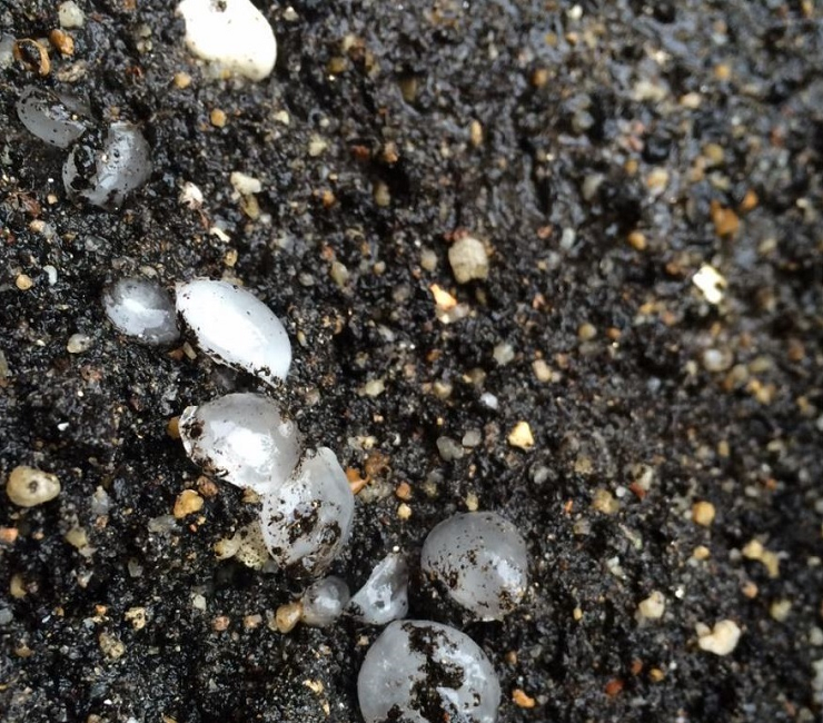 Hail found at Tai Po on the afternoon of 30 July 2016