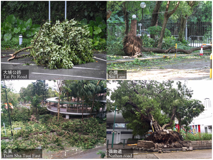 The approach of Hato resulted in fallen trees in many parts of the territory