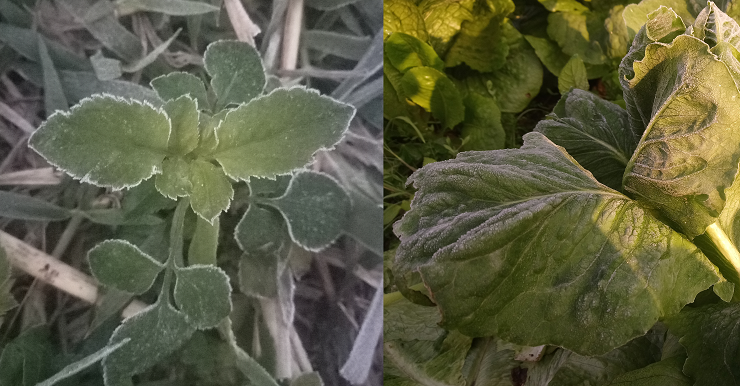 Frost reported at Fanling on 6 February 2018