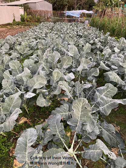 Frost at Tai Po on 2 January 2021