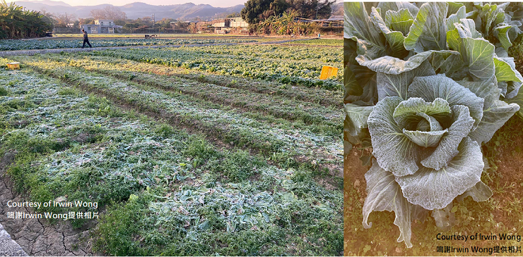 Frost at Ta Kwu Ling on 13 January 2021