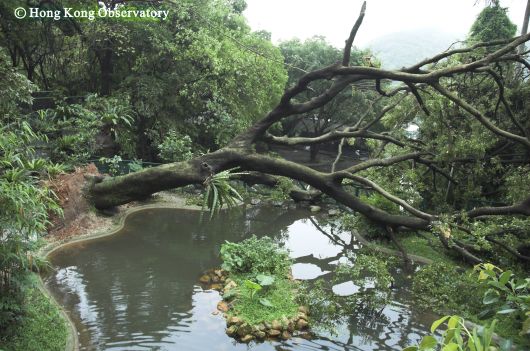 圖一       2005年5月9日嘉道理農場暨植物園一棵直徑超過80厘米的樹被狂風連根拔起。(鳴謝嘉道理農場暨植物園提供協助拍攝)