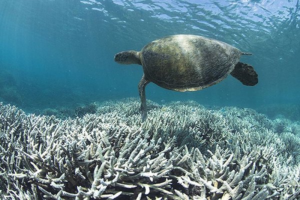 海洋热浪令水温越过重要的临界值