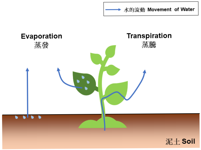 圖一:蒸發及蒸騰示意圖