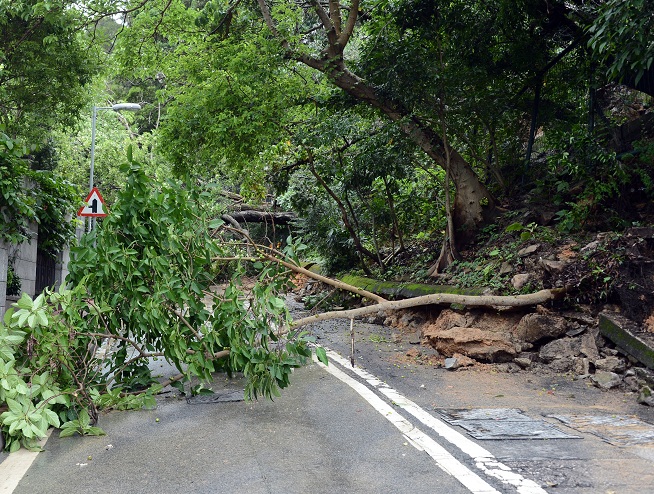 在2014年5月12日早上，壽臣山道路旁有樹木塌下。(相片由星島日報提供)