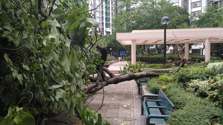 妮妲吹襲香港期間，西灣河鯉景灣附近有樹木被吹倒